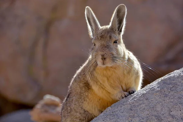 Déli Viscacha Lagidium Viscacia Egy Sziklának Támaszkodva Háttérvilágítás Altiplano Bolívia — Stock Fotó