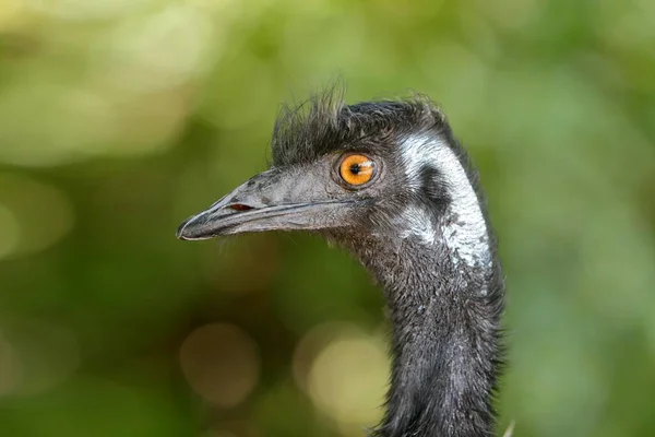 Emu Dromaiidae Zobrazení Zajetí — Stock fotografie