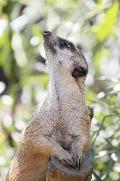 Meerkat Suricata Suricatta Αιχμάλωτος — Φωτογραφία Αρχείου