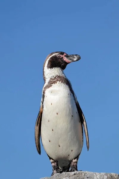 Pingwin Humboldt Spheniscus Humboldti Pojmany — Zdjęcie stockowe