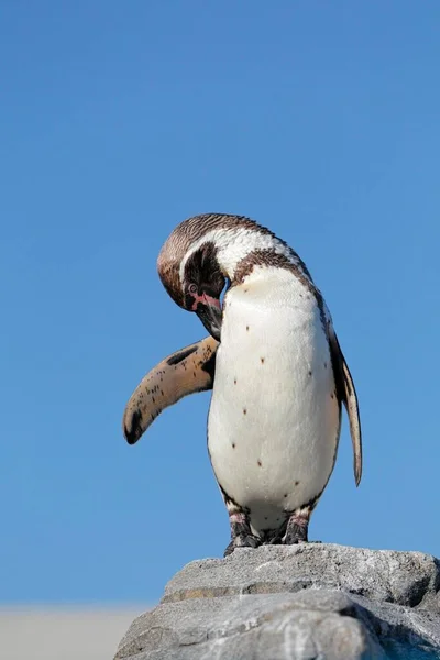 Humboldt Pengueni Spheniscus Humboldti Esir — Stok fotoğraf