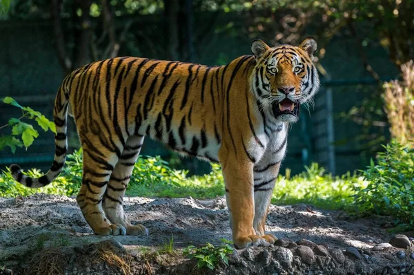 Siberische Tijger Panthera Tigris Altaica Gevangenschap Beieren Duitsland Europa — Stockfoto