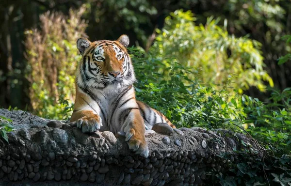 Tigre Siberiano Panthera Tigris Altaica Cativo Baviera Alemanha Europa — Fotografia de Stock