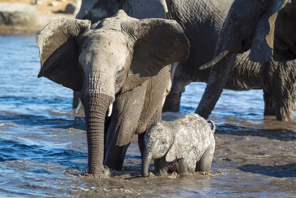 Afrika Fili Loxodonta Africana Birikintisinde Üreyen Sürü Etosha Ulusal Parkı — Stok fotoğraf