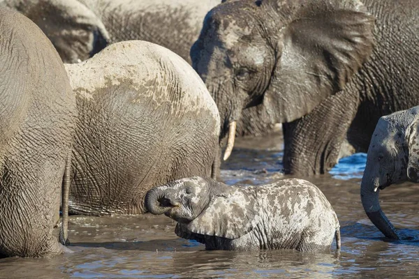 Afrika Fili Loxodonta Africana Birikintisinde Üreyen Sürü Etosha Ulusal Parkı — Stok fotoğraf