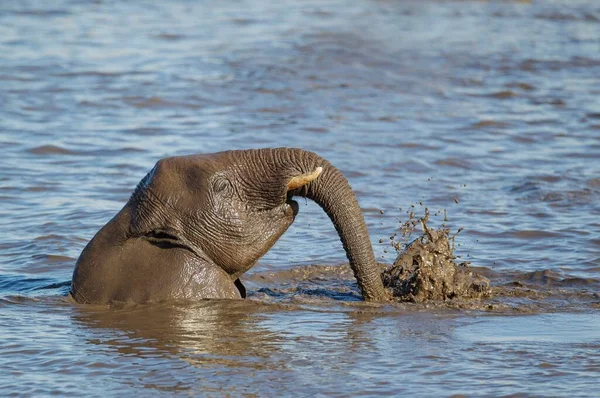 Elefante Africano Loxodonta Africana Hembra Divirtiéndose Abrevadero Parque Nacional Etosha — Foto de Stock