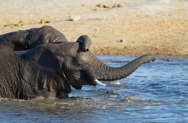 Elefantes Africanos Loxodonta Africana Dos Hembras Divirtiéndose Abrevadero Parque Nacional — Foto de Stock