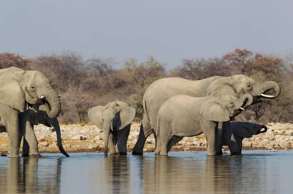 Αφρικανικός Ελέφαντας Loxodonta Africana Αγέλη Αναπαραγωγής Νερόλακκο Εθνικό Πάρκο Etosha — Φωτογραφία Αρχείου