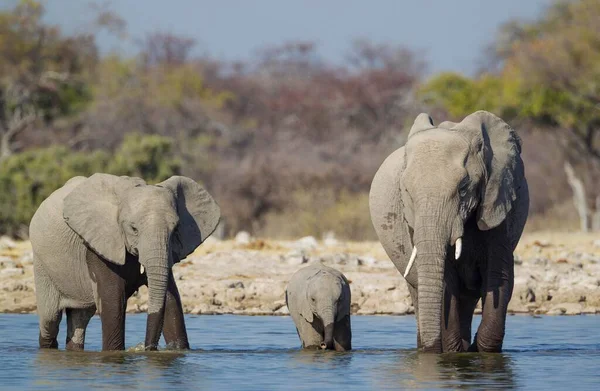 Αφρικανική Αγελάδα Ελέφαντα Loxodonta Africana Δύο Μοσχάρια Στο Νερόλακκο Etosha — Φωτογραφία Αρχείου