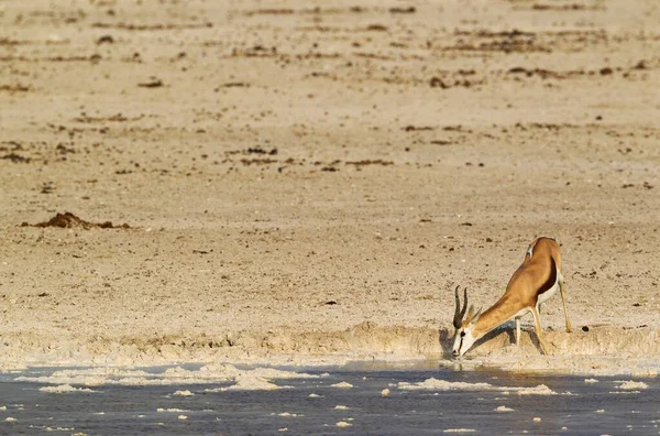 Springbock Antidorcas Marsupialis Männchen Trinkt Einem Wasserloch Weißliche Umgebung Aufgrund — Stockfoto
