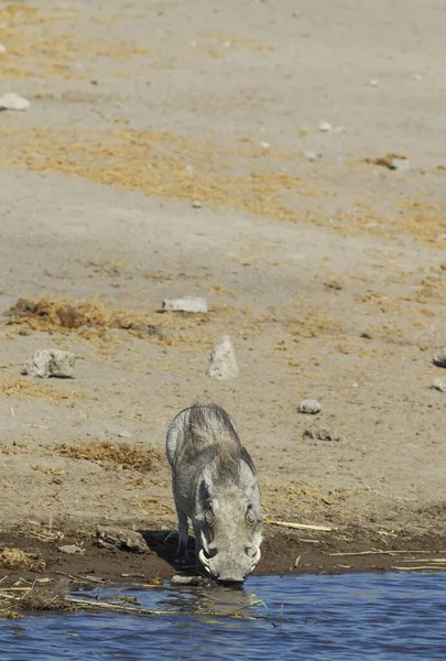 Warthog Phacochoerus Aethiopicus Θηλυκό Που Πίνει Νερόλακκο Εθνικό Πάρκο Etosha — Φωτογραφία Αρχείου