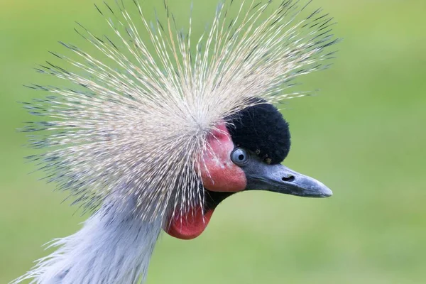 Svart Kran Balearica Pavonina Porträtt Fångenskap — Stockfoto