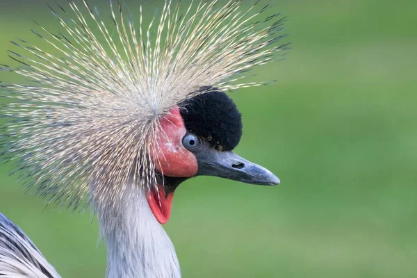 Grúa Negra Coronada Balearica Pavonina Retrato Cautiva — Foto de Stock