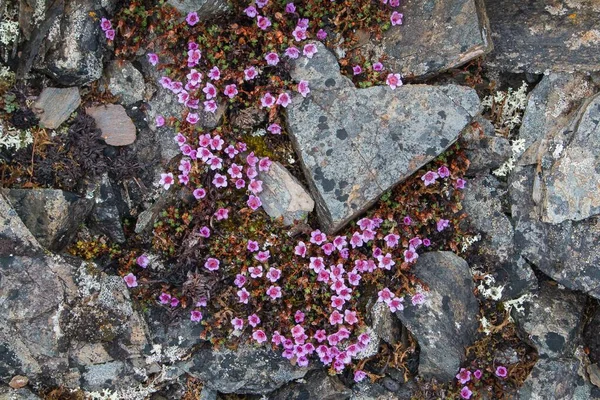 Saxifrage Púrpura Saxifraga Oppositifolia Spitsbergen Noruega Europa —  Fotos de Stock