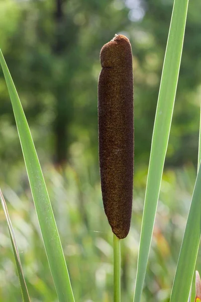 Bulrush Typha Северный Рейн Вестфалия Германия Европа — стоковое фото