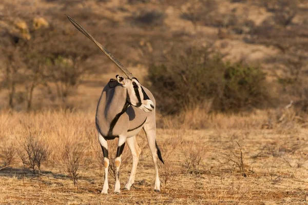 Oryx Sau Beisa Oryx Beisa Rezervația Națională Samburu Kenya Africa — Fotografie, imagine de stoc