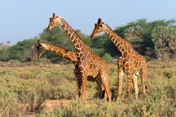 Trzy Somalijskie Żyrafy Lub Żyrafy Siatkowe Giraffa Reticulata Camelopardalis Rezerwat — Zdjęcie stockowe