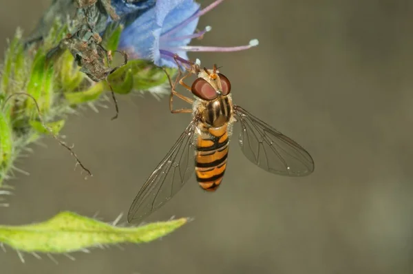 Marmelat Hoverfly Episyrphus Balteatus Dişi Viper Bugloss Veya Blueweed Echium — Stok fotoğraf