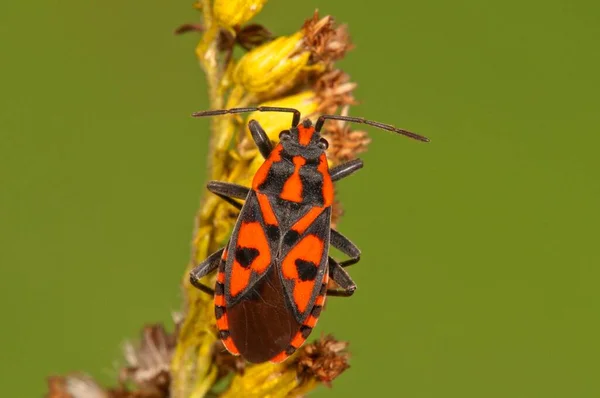 Lygaeus Saxatilis Lygaeus Saxatilis Baden Wrttemberg Germany Europe — стокове фото