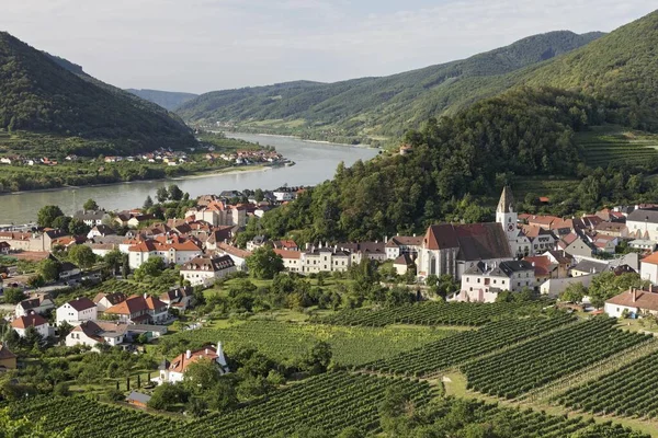 Вид Виноградники Spitz Der Donau Tausendeimerberg Wachau Waldviertel Lower Austria — стокове фото