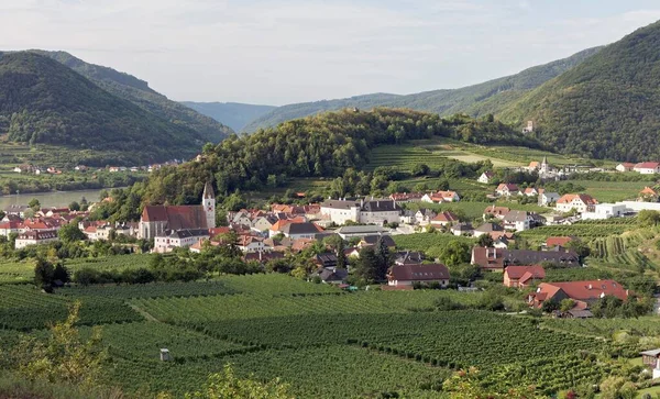 Blick Über Die Weinberge Nach Spitz Der Donau Tausendeimerberg Wachau — Stockfoto