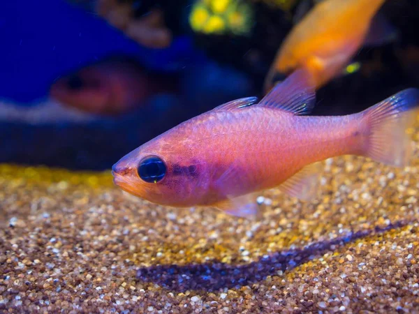 Kardinalfisch Oder König Der Meeräschen Apogon Imberbis Gefangenschaft — Stockfoto