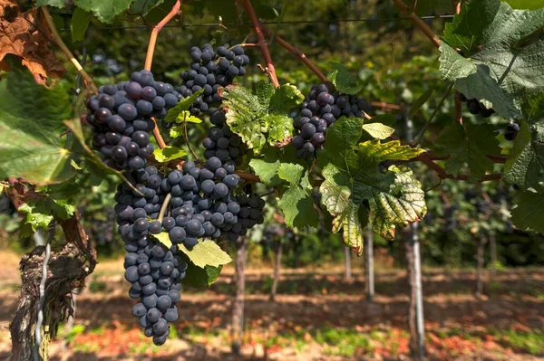 Raisins Bleus Mûrs Sur Vignes Kenzingen Hecklingen Bade Wrttemberg Allemagne — Photo