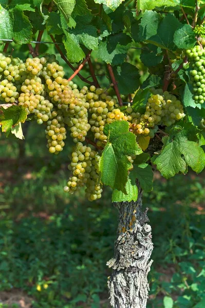 Witte Druiven Wijnstok Kenzingen Hecklingen Baden Wrttemberg Duitsland Europa — Stockfoto