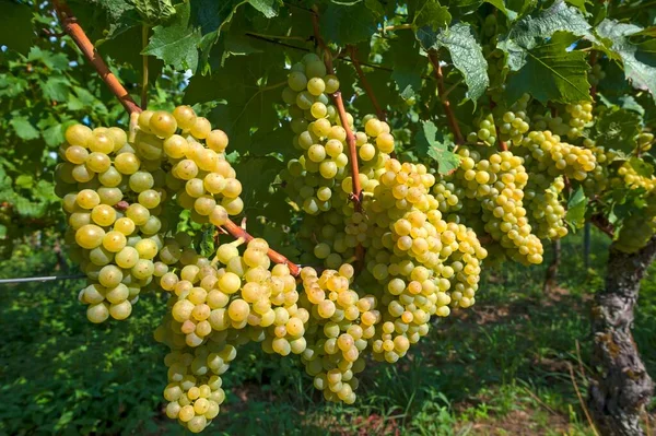 Witte Druiven Wijnstokken Kenzingen Hecklingen Baden Wrttemberg Duitsland Europa — Stockfoto