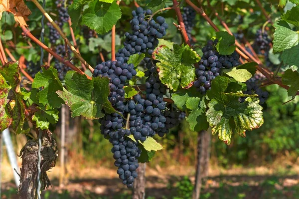 Uvas Azuis Maduras Vinhas Kenzingen Hecklingen Baden Wrttemberg Alemanha Europa — Fotografia de Stock