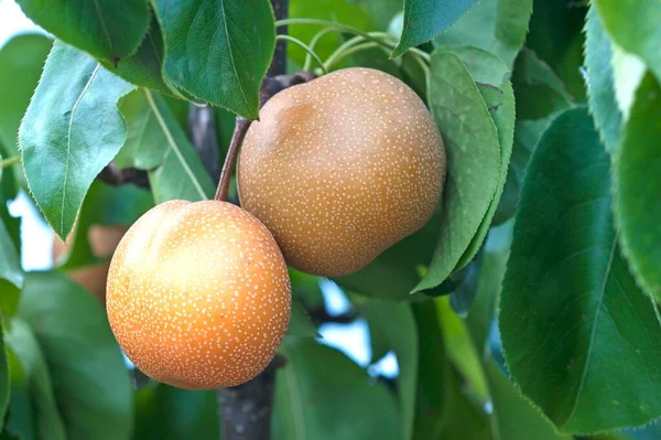 Pêra Asiática Pyrus Pyrifolia Baden Wrttemberg Alemanha Europa — Fotografia de Stock