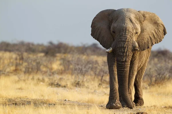 Elefante Africano Loxodonta Africana Touro Velho Caminho Poço Parque Nacional — Fotografia de Stock