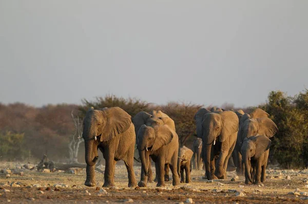 Éléphant Afrique Loxodonta Africana Troupeau Reproducteur Précipitant Vers Trou Eau — Photo