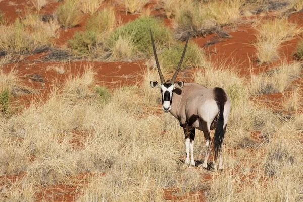 Gemsbok Gemsbuck Oryx Gazella Dunas Cubiertas Hierba Borde Del Desierto —  Fotos de Stock