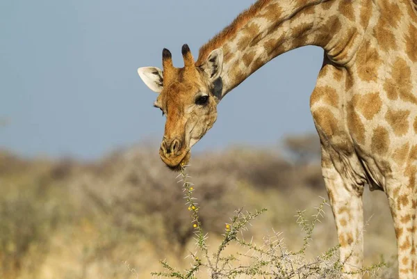 Южноафриканский Жираф Giraffa Camelopardalis Giraffa Самка Питающаяся Желтыми Цветами Листьями — стоковое фото