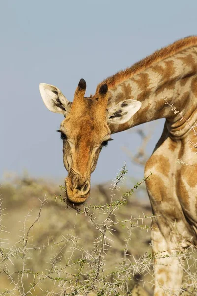 South African Giraffe Giraffa Camelopardalis Giraffa Female Feeding Acacia Nebrownii — Stock Photo, Image
