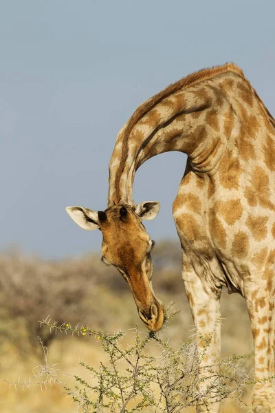 南非长颈鹿 Giraffa Camelopardalis Giraffa 以非洲纳米比亚埃托沙国家公园的黄花和黑相思 Acacia Nebrownii 树叶为食 — 图库照片