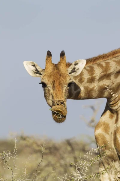 Южноафриканский Жираф Giraffa Camelopardalis Giraffa Самка Питается Acacia Nebrownii Acacia — стоковое фото