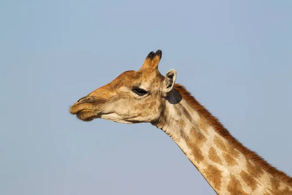 Südafrikanische Giraffe Giraffa Camelopardalis Giraffa Weiblich Etosha Nationalpark Namibia Afrika — Stockfoto