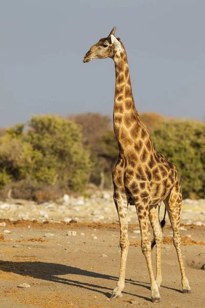 Dél Afrikai Zsiráf Giraffa Camelopardalis Giraffa Jóképű Férfi Etosha Nemzeti — Stock Fotó