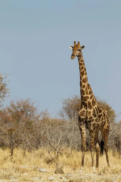 Южноафриканский Самец Жирафа Giraffa Camelopardalis Giraffa Внимательно Наблюдающий Водяными Лунками — стоковое фото