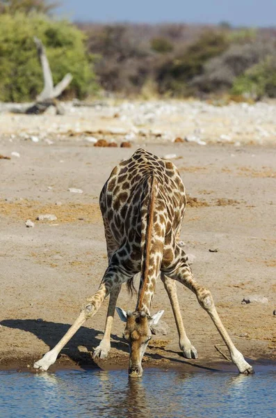 Żyrafa Południowoafrykańska Żyrafa Camelopardalis Żyrafa Pijąca Mężczyznę Przy Wodopoju Park — Zdjęcie stockowe