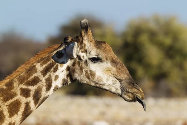 Girafa Sul Africana Giraffa Camelopardalis Girafa Macho Saindo Língua Etosha — Fotografia de Stock
