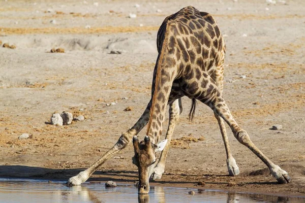 Girafa Sul Africana Giraffa Camelopardalis Giraffa Bebendo Masculino Waterhole Etosha — Fotografia de Stock