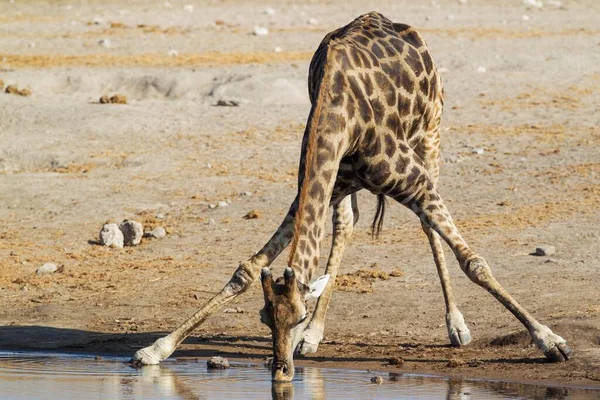 Żyrafa Południowoafrykańska Żyrafa Camelopardalis Żyrafa Pijąca Mężczyznę Przy Wodopoju Park — Zdjęcie stockowe