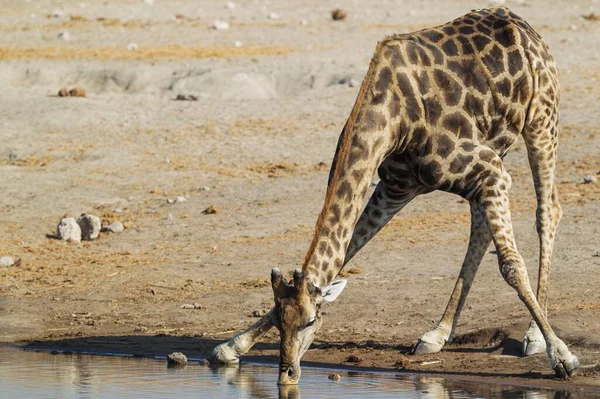 Южноафриканский Жираф Giraffa Camelopardalis Giraffa Мужчина Пьет Водопое Национальный Парк — стоковое фото