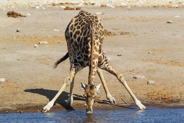 Südafrikanische Giraffenmännchen Giraffa Camelopardalis Giraffa Trinken Wasserloch Etosha Nationalpark Namibia — Stockfoto