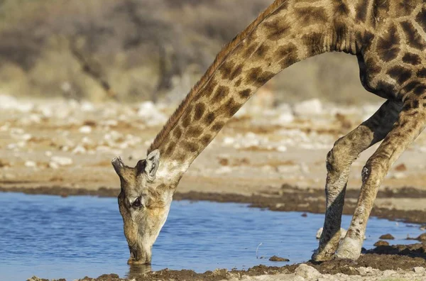 Καμηλοπάρδαλη Νότιας Αφρικής Giraffa Camelopardalis Giraffa Αρσενικό Πόσιμο Στο Νερόλακκο — Φωτογραφία Αρχείου