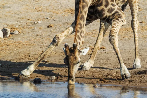 Girafa Sul Africana Giraffa Camelopardalis Giraffa Bebendo Masculino Waterhole Etosha — Fotografia de Stock