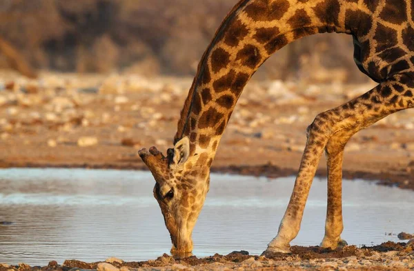 South African Giraffe Giraffa Camelopardalis Giraffa Male Drinking Waterhole Etosha — Stock Photo, Image